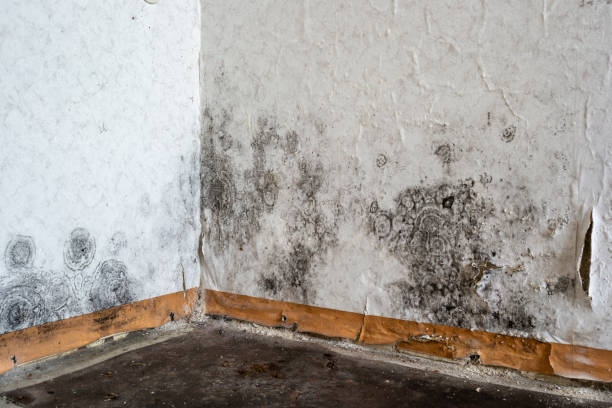 Attic Mold Removal